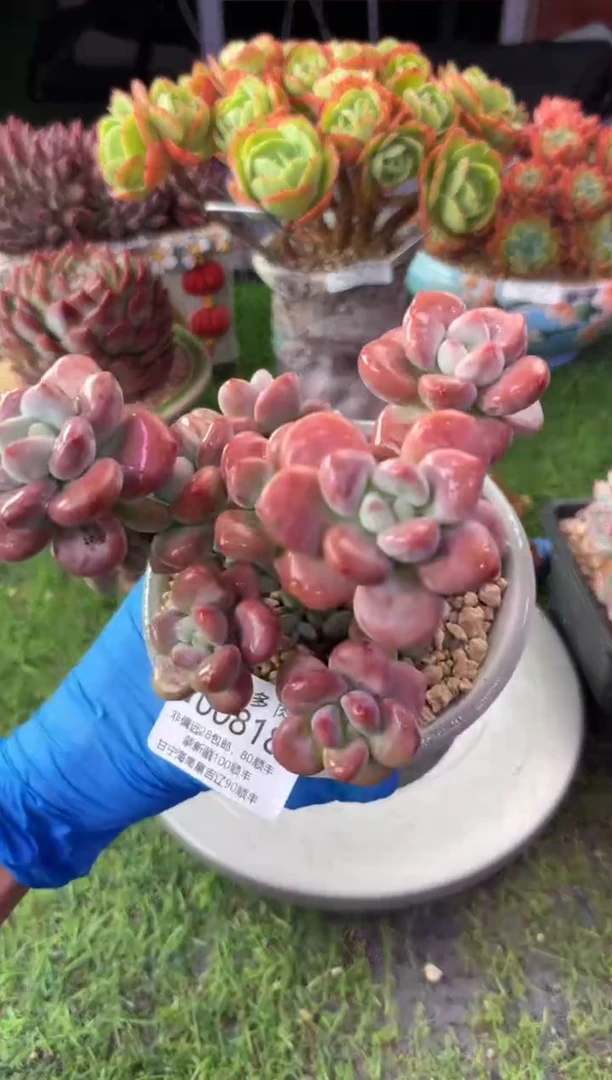 昆明印象多肉00818