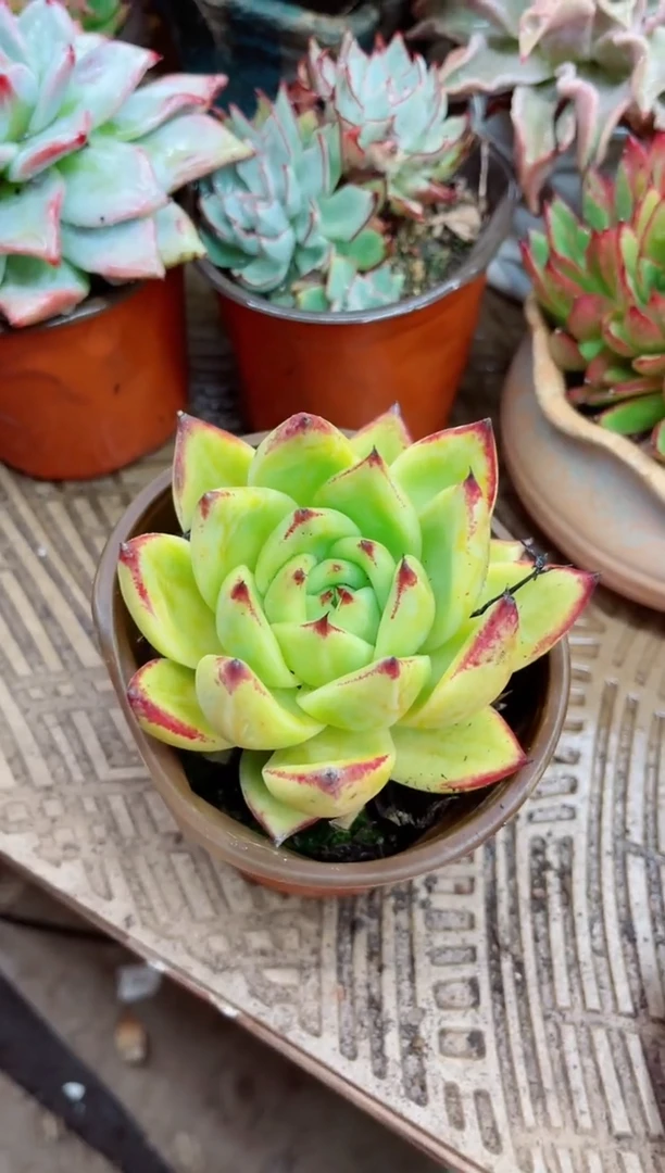 朝**暮16021多肉植物一物一拍