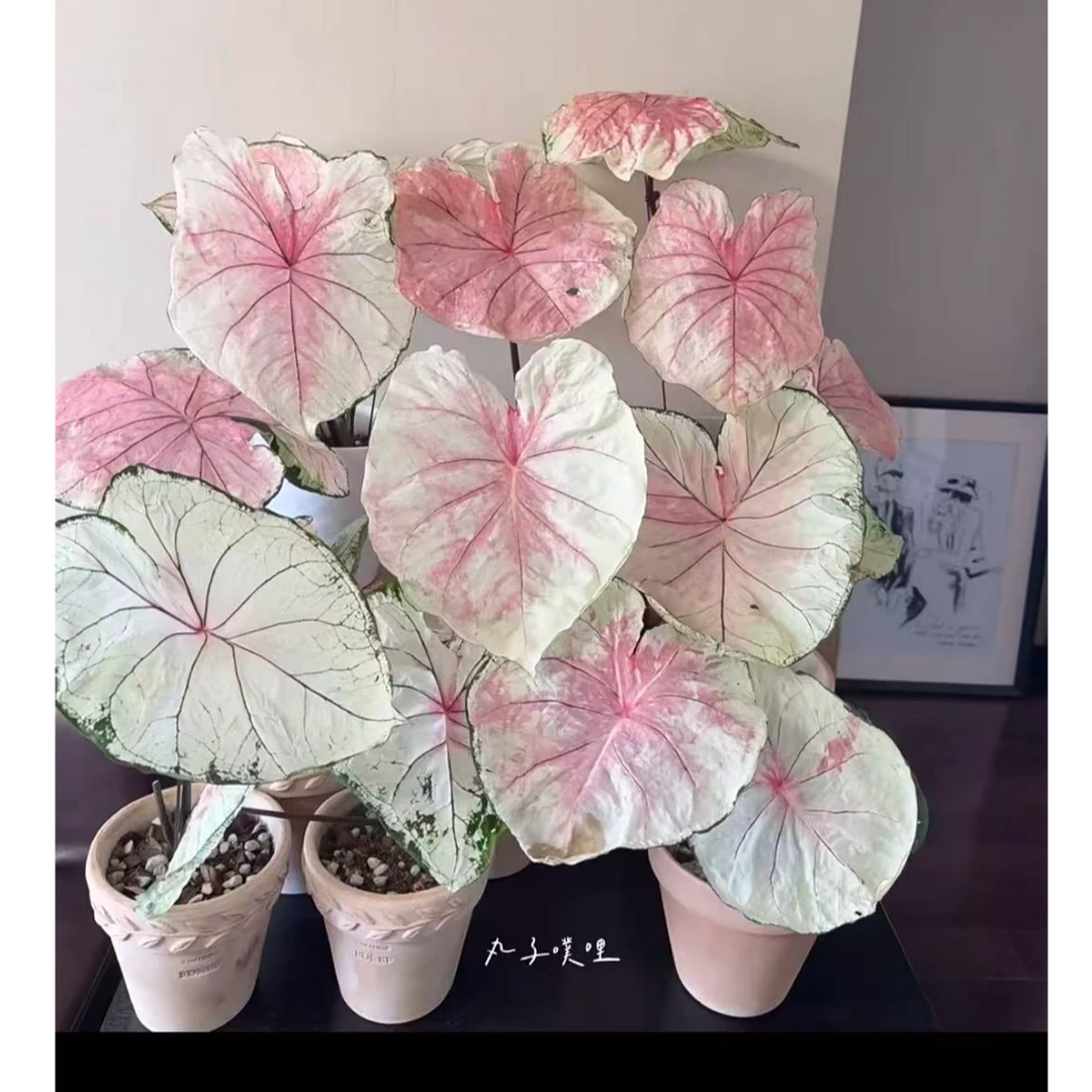海王&莫妮卡高货系列彩叶芋越长越粉