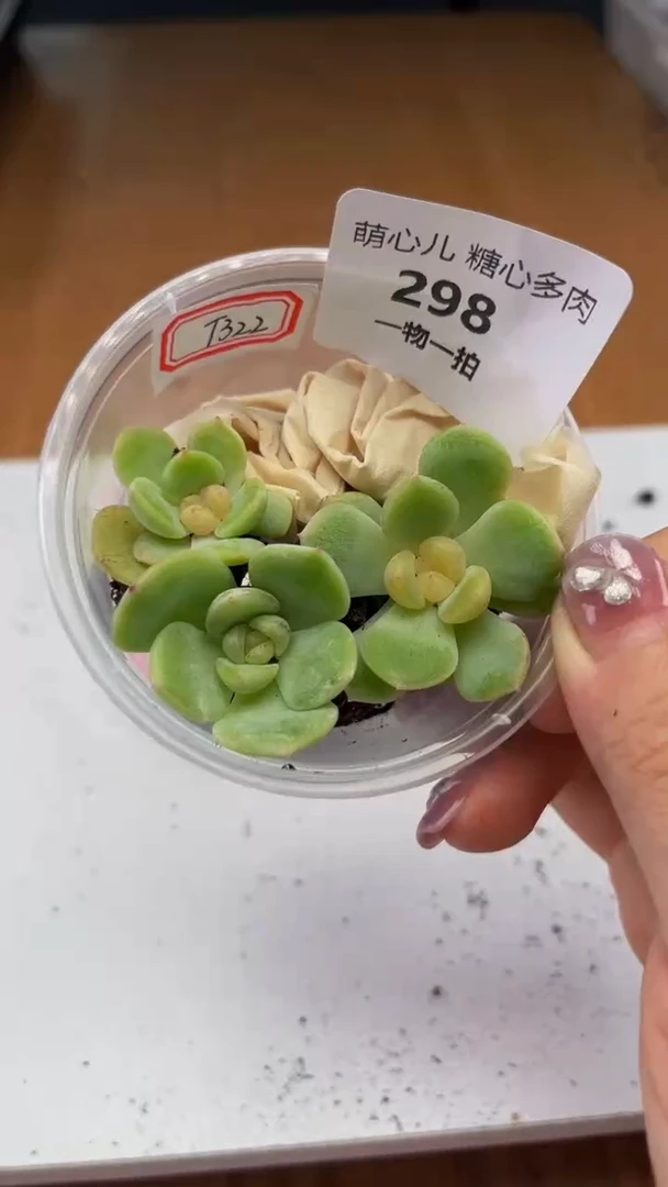 298多肉植物多肉植物