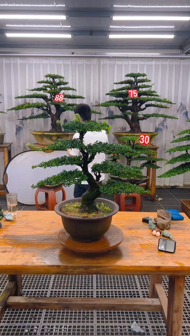 无花朵精品盆景直播间一物一拍
