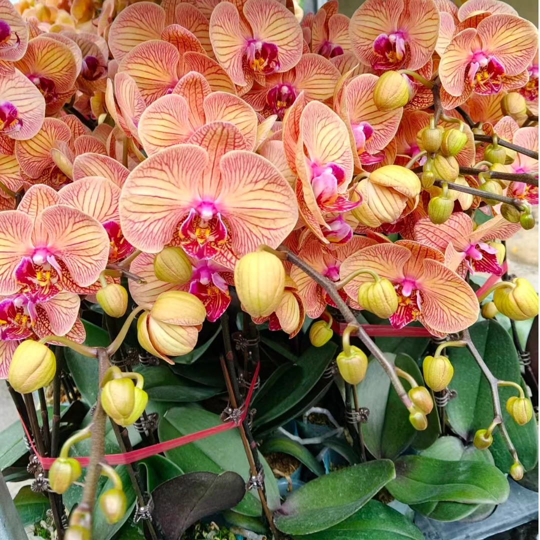 蝴蝶兰《芭比娃娃》 稀缺品种 夏花 带花好养耐活 源头基地