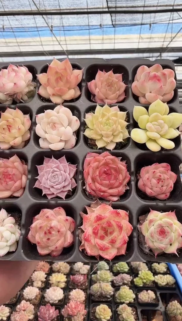 东云多肉园新款-201