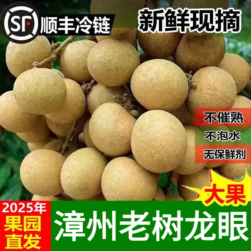 正宗福建漳州龙眼新鲜现摘现发清甜多汁当季水果产地直发非桂圆干