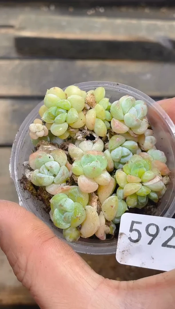 592米粒冰玉     量拍