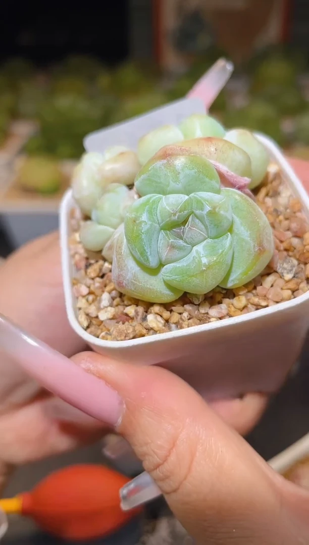 156琥珀冰一物一拍