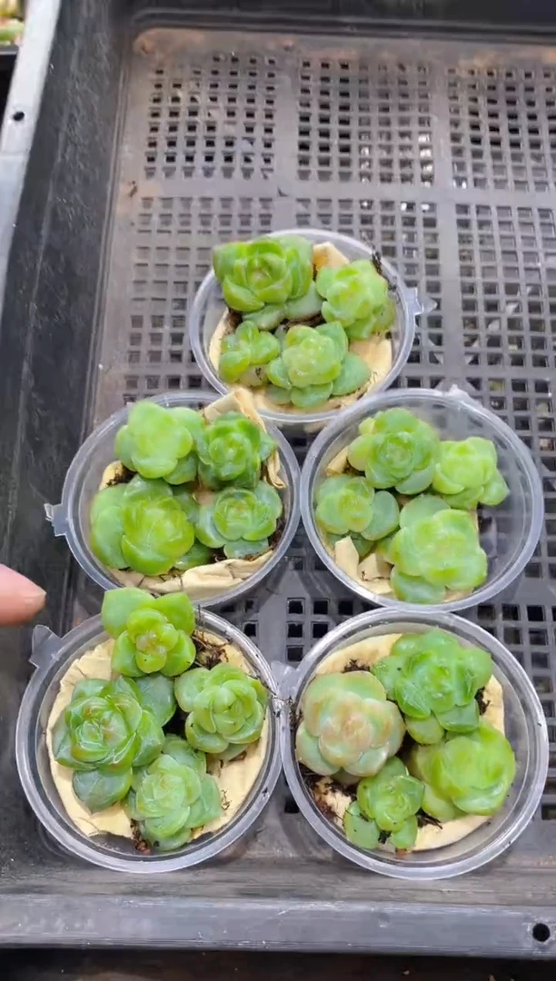 222森罗万象绿体      量拍随机发一盒