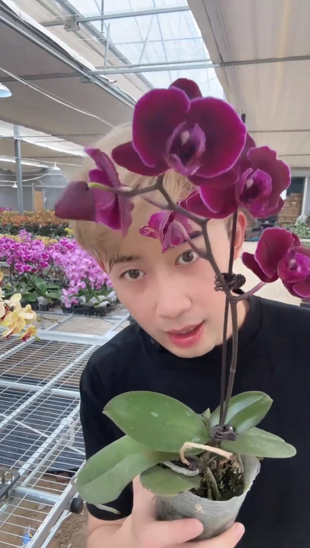 大部分开放少量花苞【红天鹅】蝴蝶兰