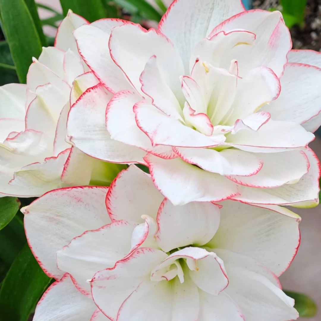 【幻蝶】澳朱直播间讲解为准★朱顶红种球-部分残次品不包售后