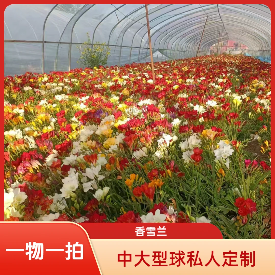 易活香雪兰种球一物一拍专用链接