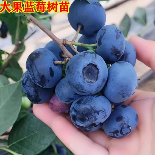 露天蓝莓树苗盆栽果树苗蓝莓苗南北方种植阳台当年结果