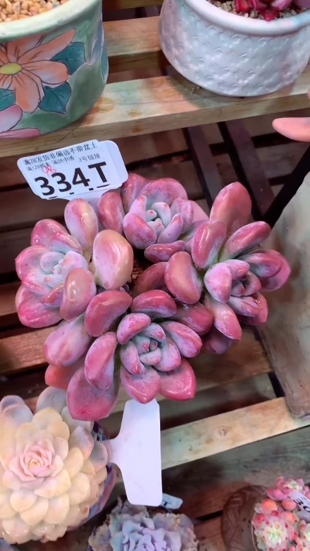 334T（一物一拍，精品多肉，w所见即所得 ）