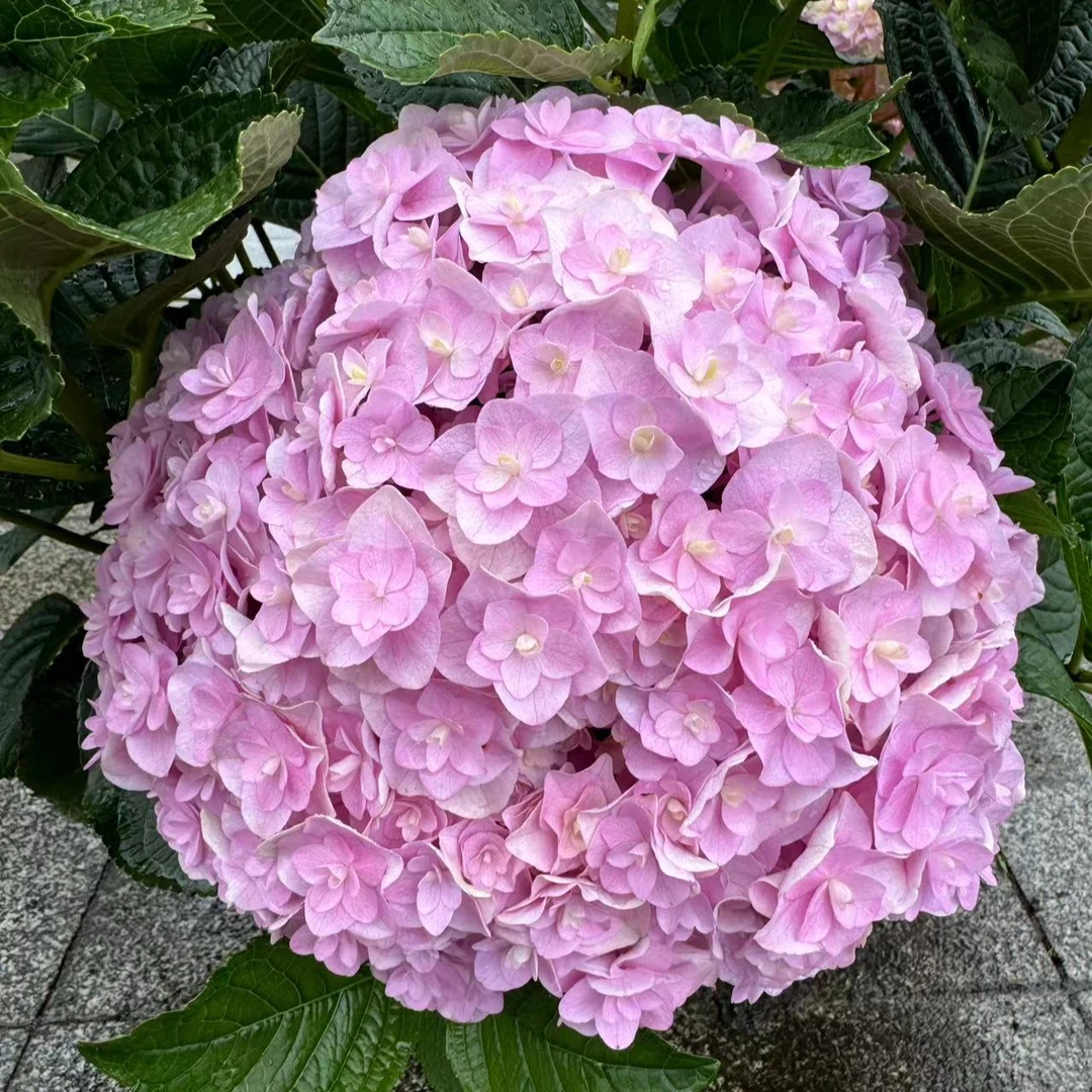 《花宝》大花绣球  粉紫色  露天基地绣球花盆栽原盆原土发货