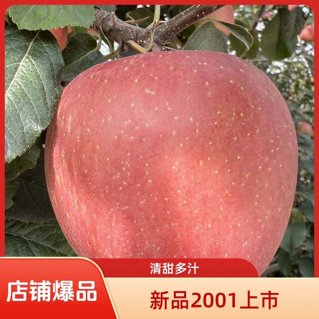 云南昭通正宗丑苹果维生素E高海拔现采摘脆甜多汁