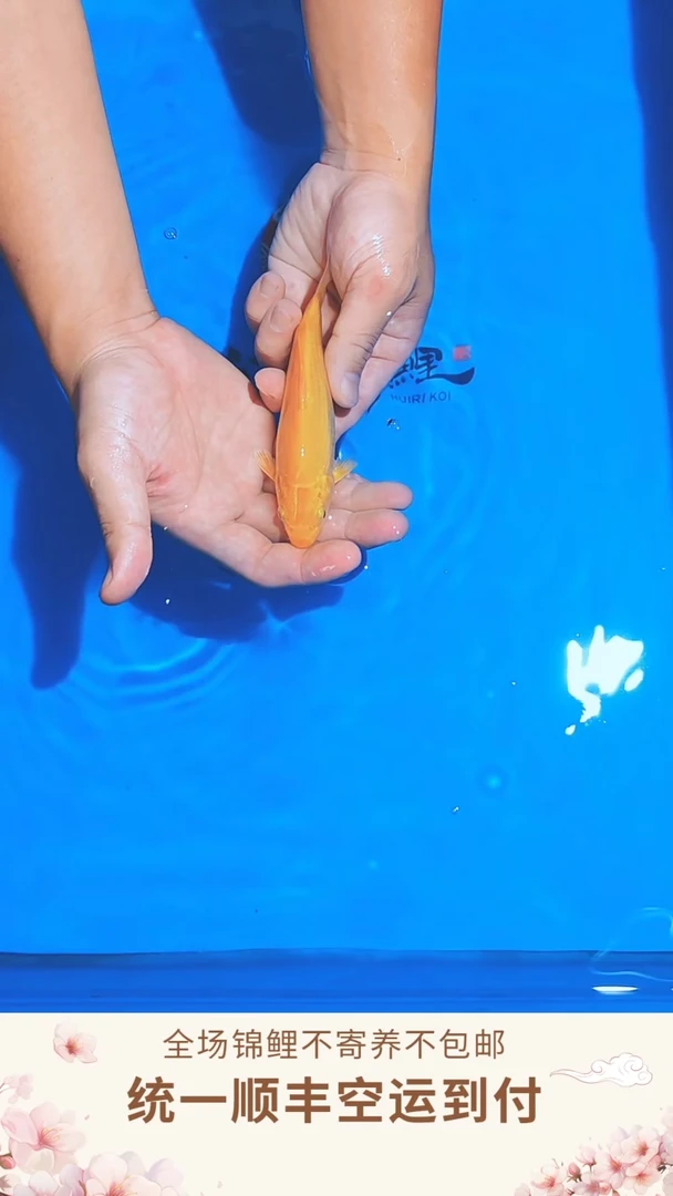 锦鲤丸博单色鲤--020  （顺丰空运到付）