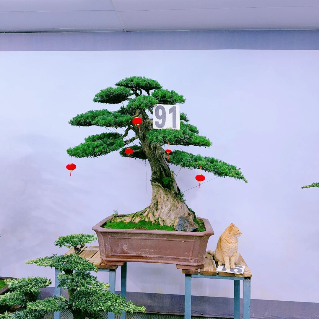 东寻盆景 高端盆景 米叶罗汉松 高1.6 宽1.6