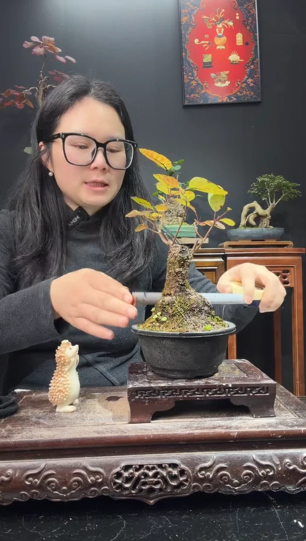 完全开放黄栌000