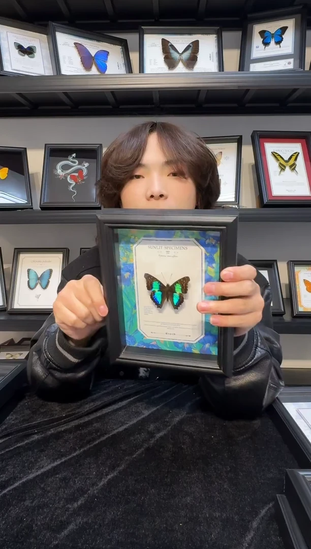 玻璃真实蝴蝶标本