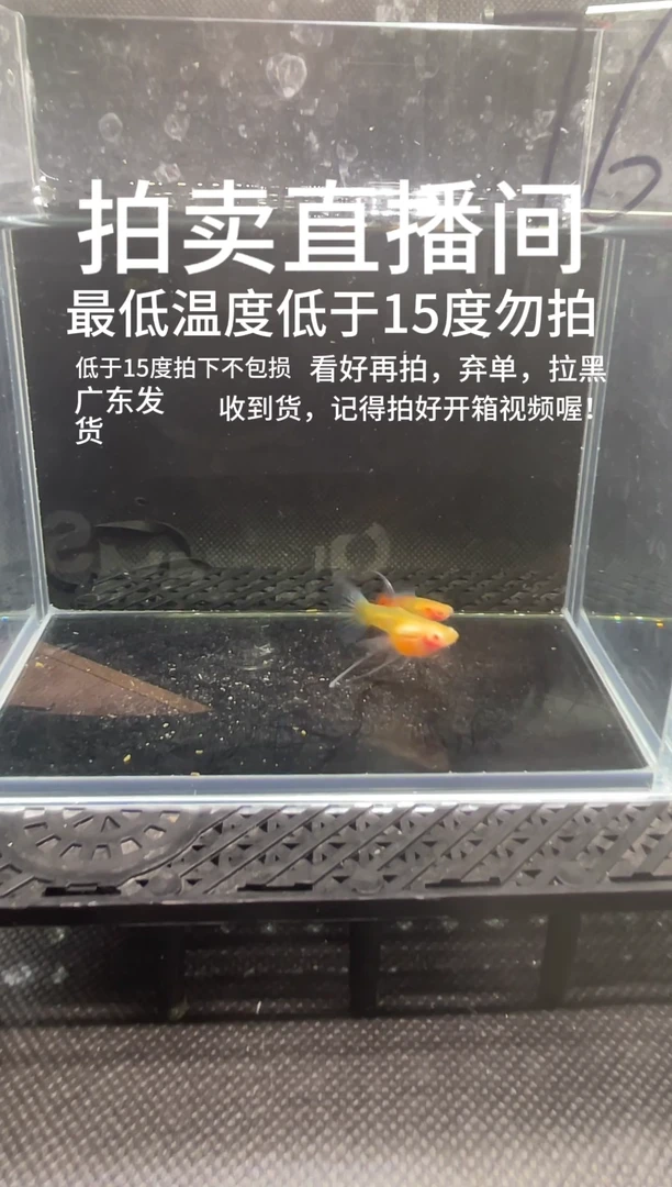 孔雀鱼火烧云 C   两条  最低温度低于15度不报损  编号  76