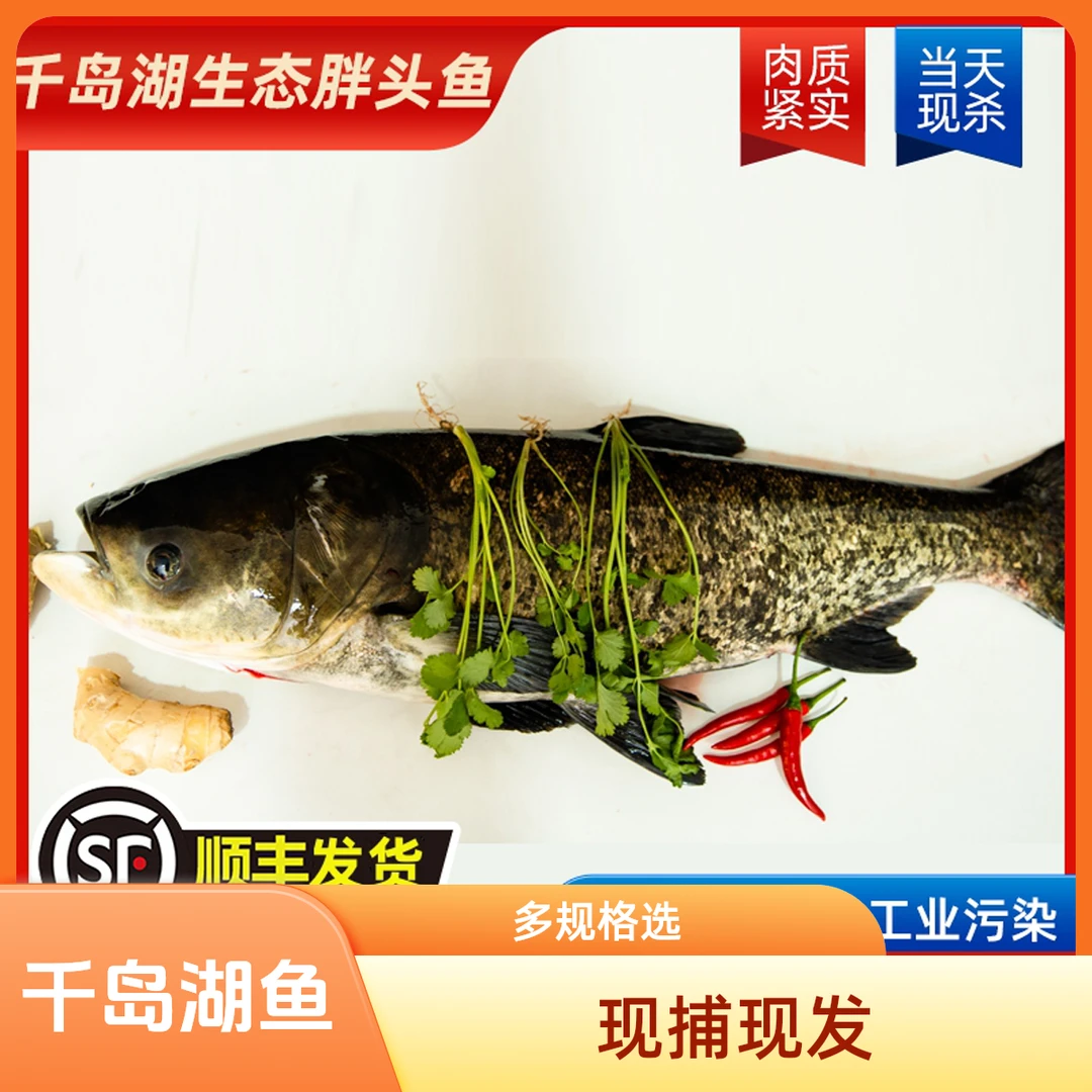 【包活到家】正宗千岛湖生态胖头鱼 送人送礼3斤至25斤  多规格现捕捞现发顺丰/京东包邮到家