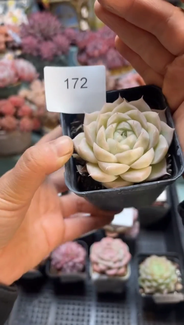 日***?172单头个体多肉