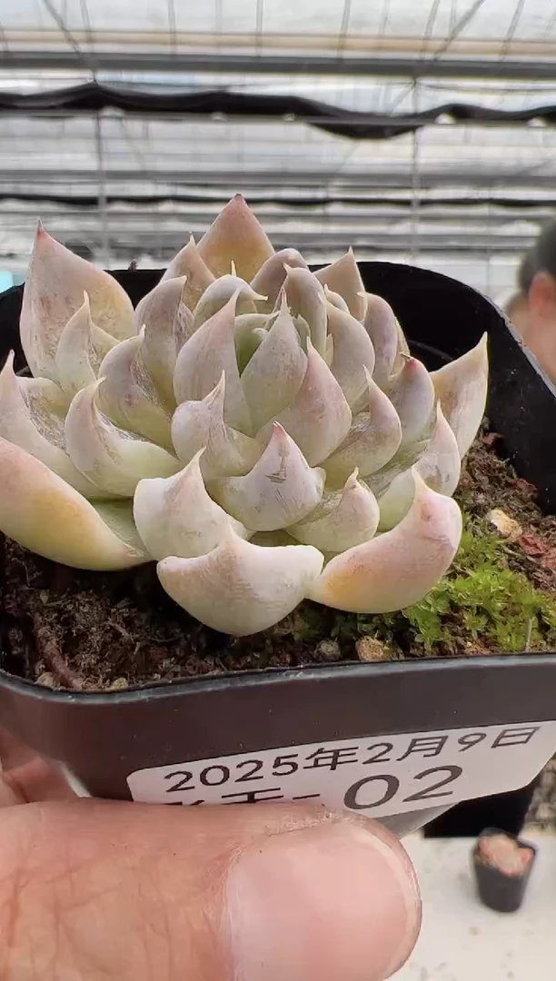 【闪购商品】飞天-2