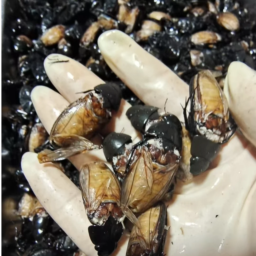 黑龙江特产黑龙虱（水龟子）老鳖顺丰包邮产地直发