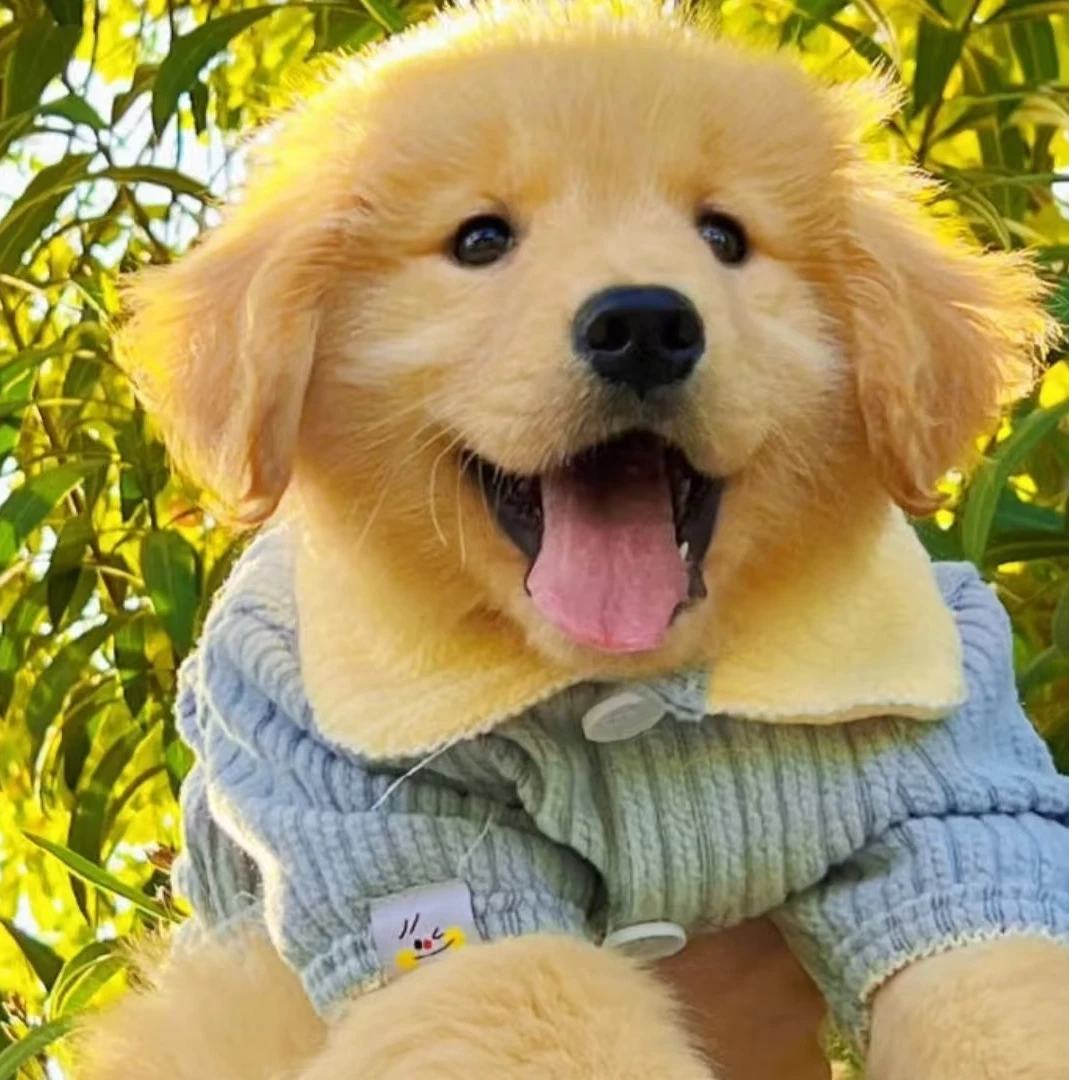 【深圳龙岗当狗爱上猫宠物直发】活体狗狗专属幼犬链接