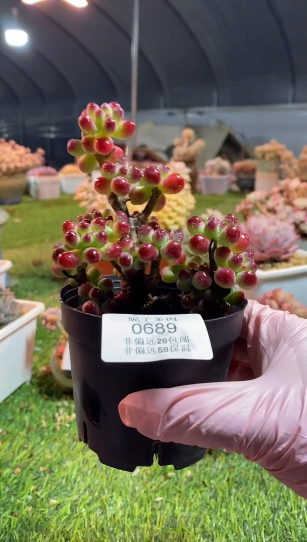 【闪购商品】0689a