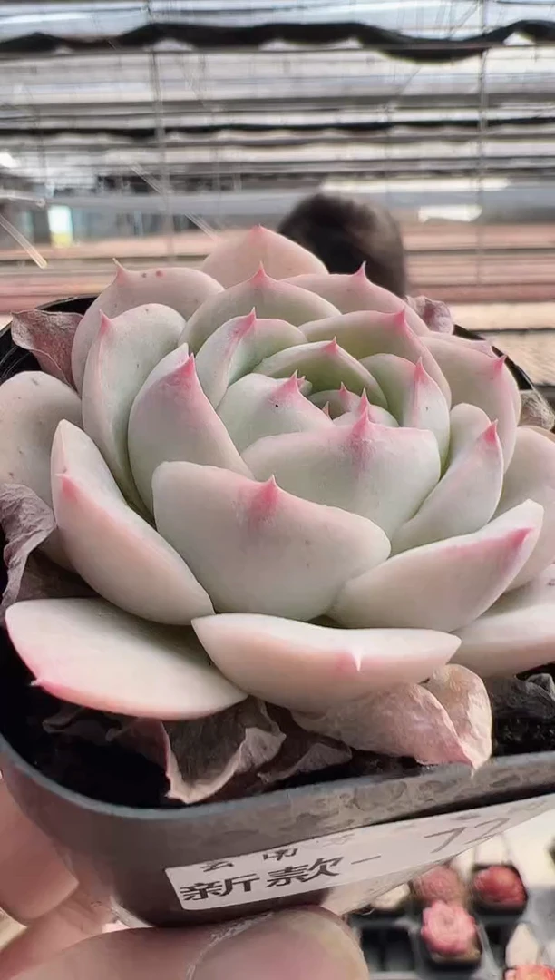 【闪购商品】新款多肉72