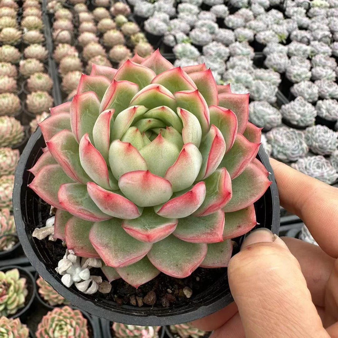 9#粉色壁虎多肉植物  前男友精品多肉