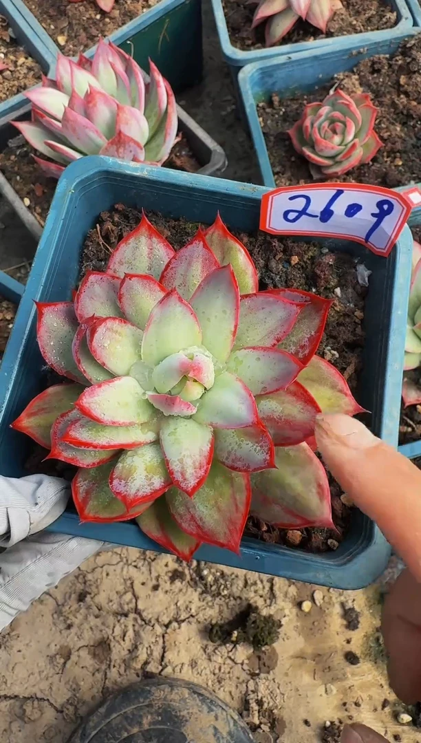 2609惊鸿仙子（裸根发货）