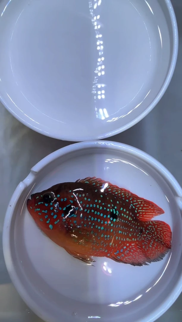 红宝石鱼红宝石球母1条