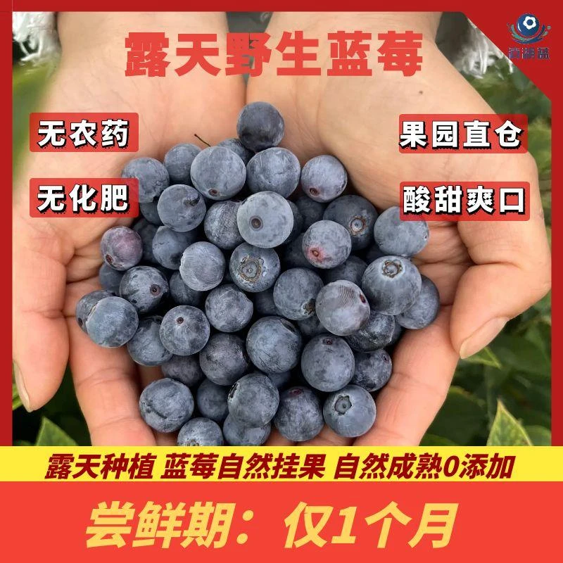 露天种植野生蓝莓云南高原蓝莓酸甜爽口0农药0化肥0添加