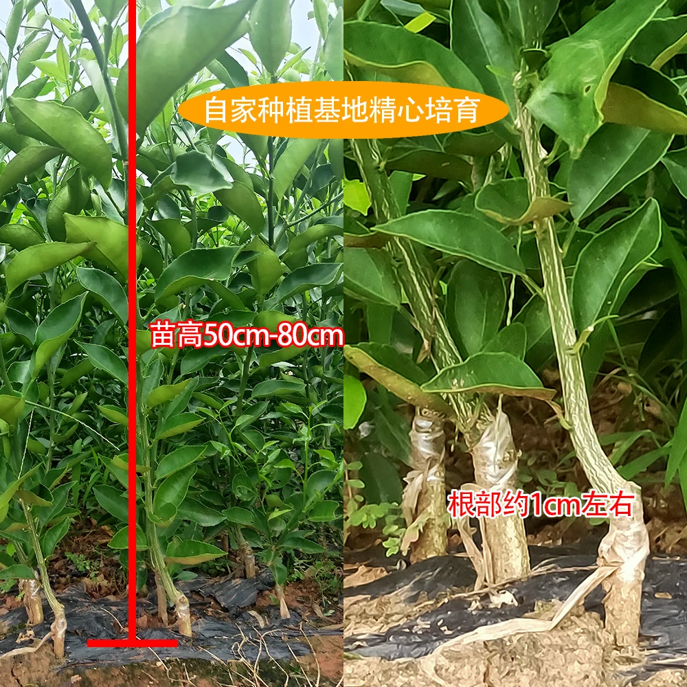 明日个人见柑橘苗、柑橘苗、柑桔苗，当年苗两年苗到五年苗果苗
