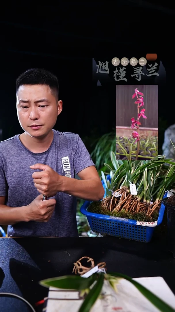 当前无花栽培后可以开花诺****到墨兰-金线荷（前垄单苗带2芽）寄养