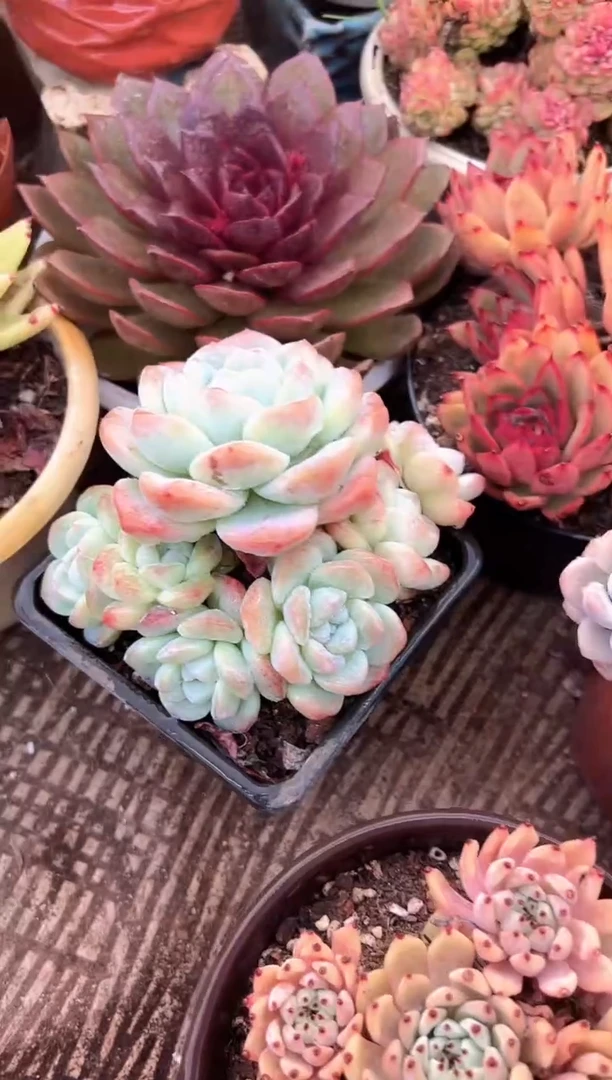 燕*来多肉植物一物一拍14333