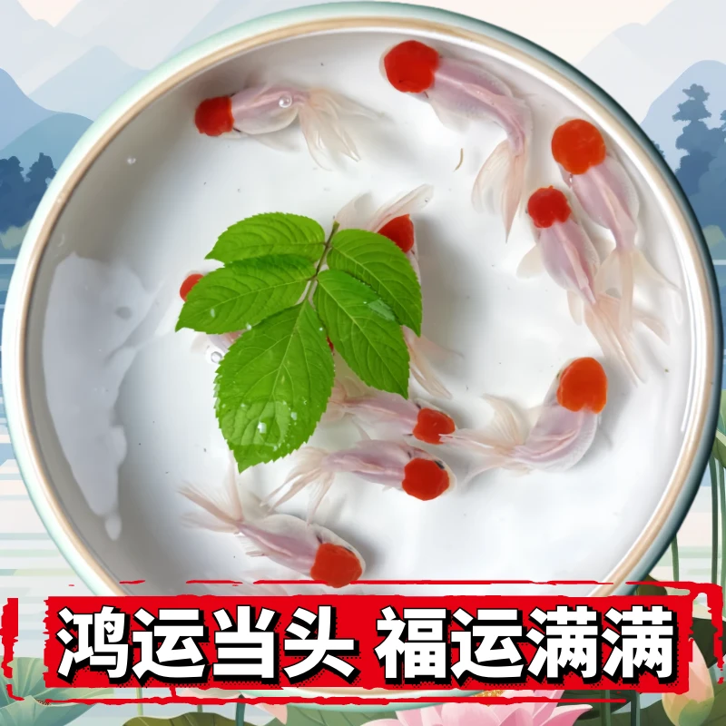 鸿运当头鹤顶红狮子头金鱼活体淡水观赏鱼好养耐活