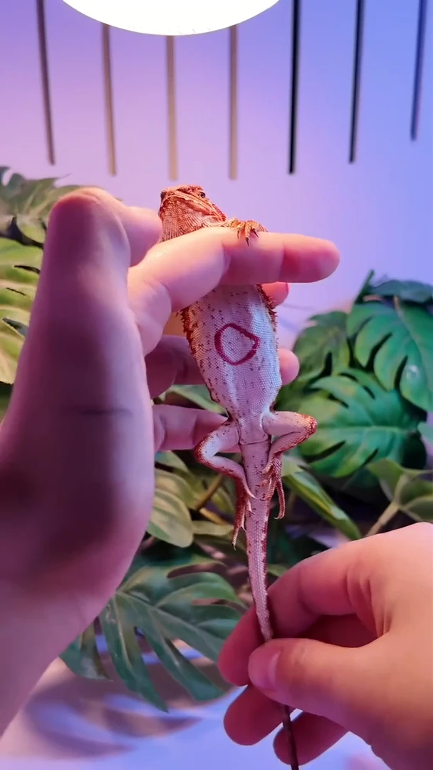 鬃狮蜥450鬃狮蜥专拍