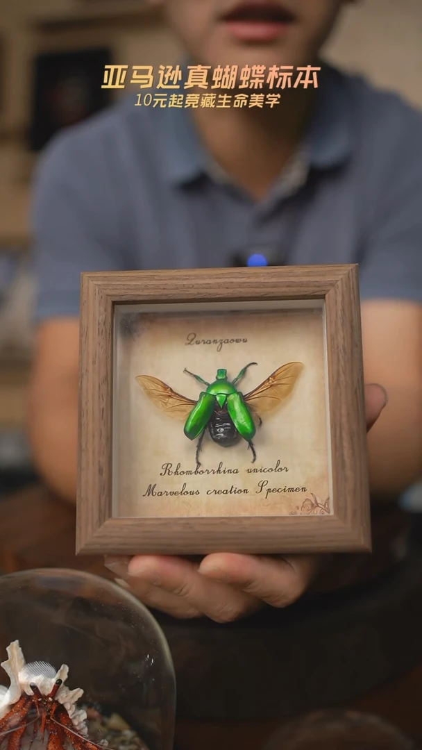 绿萝花金龟展翅复古版4寸木纹方框