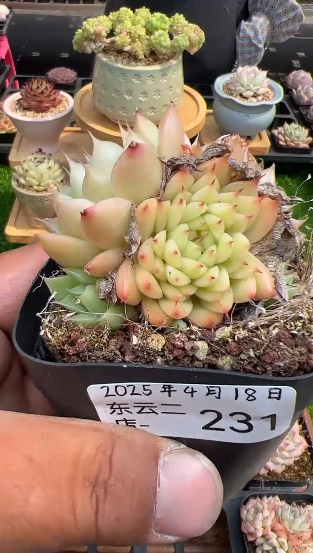 东云多肉园二店-231