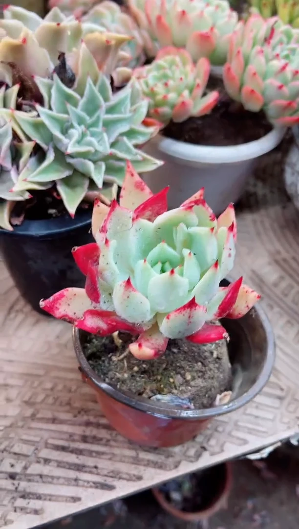 【闪购商品】10025