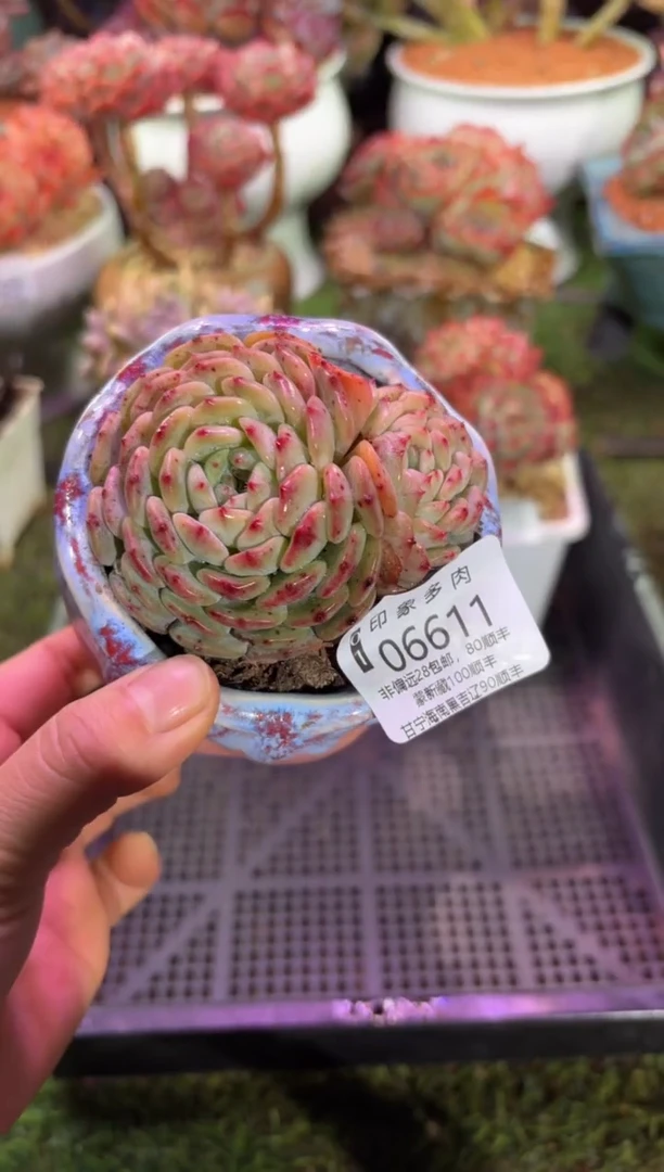 【闪购商品】06611