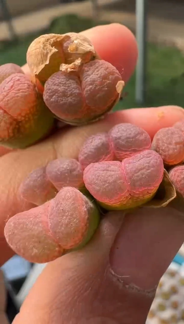 美丽的肉石头10-215