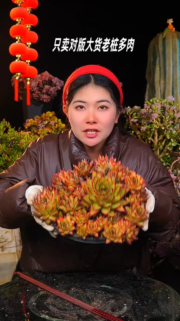 【闪购商品】一物一拍东云群生31号