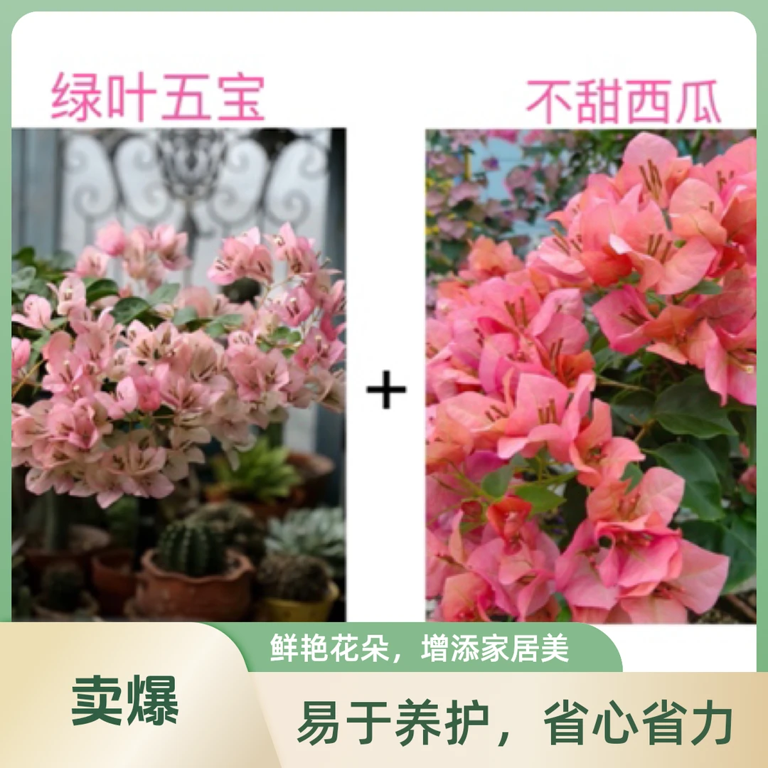 绿叶五宝+不甜西瓜）名贵组合到手2棵三角梅基地直邮不带花不带盆