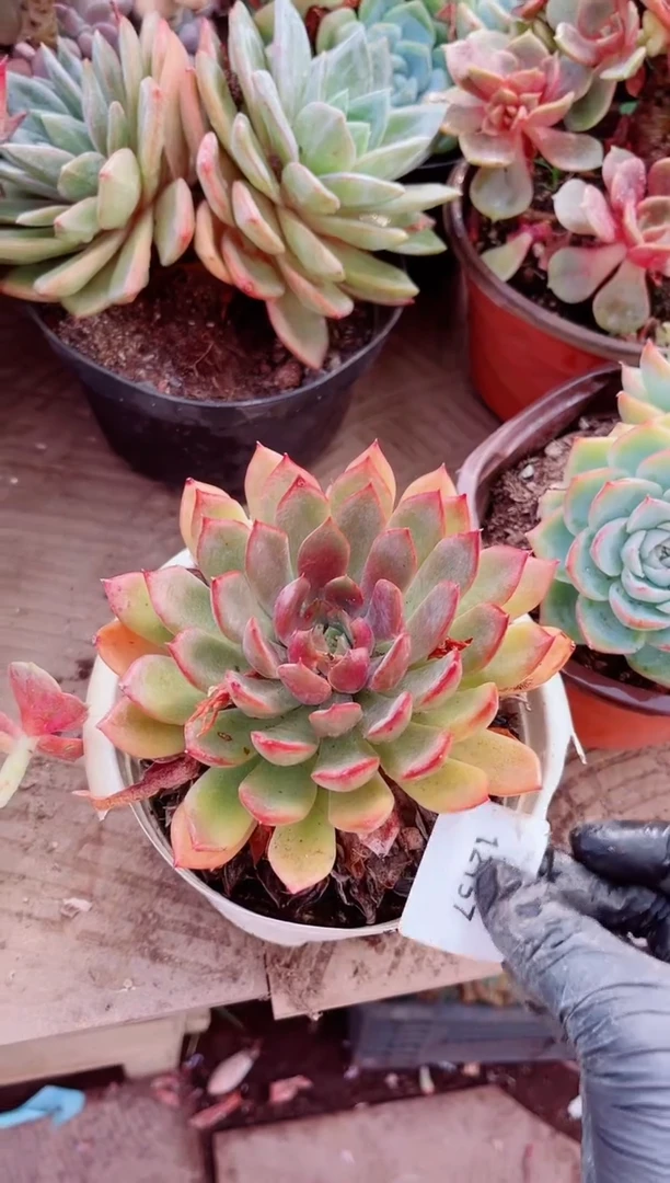 12157多肉植物一物一拍