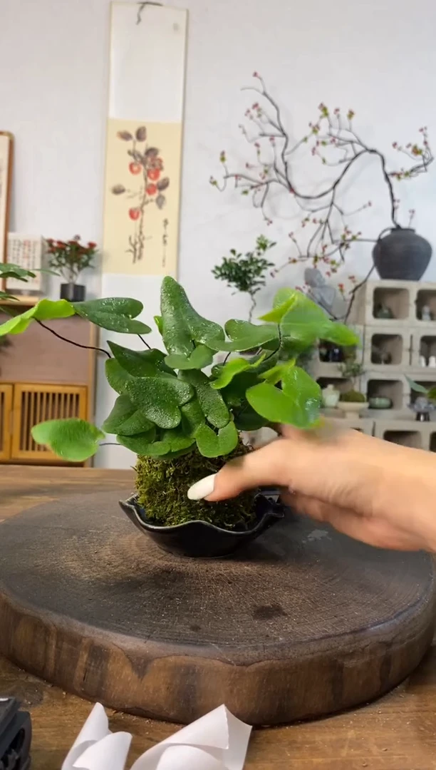 当前无花栽培后可以开花171