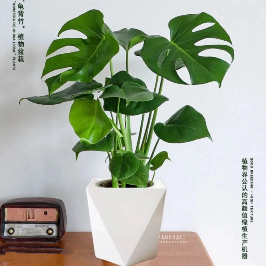 龟背竹50cm盆栽室内净化空气大叶常四季青观叶绿植