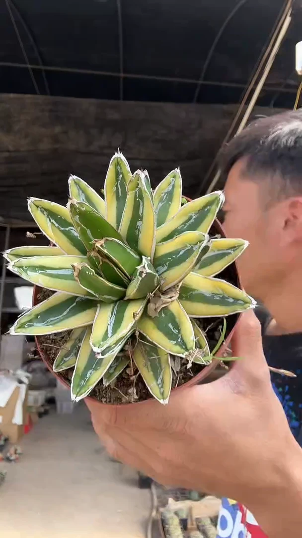 辉山35.99